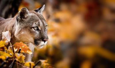 Portrait of Beautiful Puma in autumn forest. American cougar - mountain lion