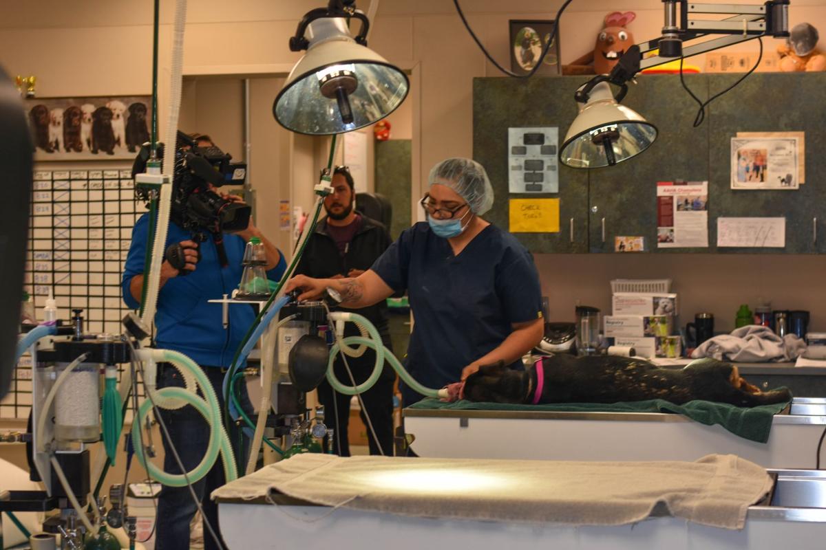 Humane Society Of Pikes Peak Region Featured In New Tv Show Colorado Springs News Gazette Com