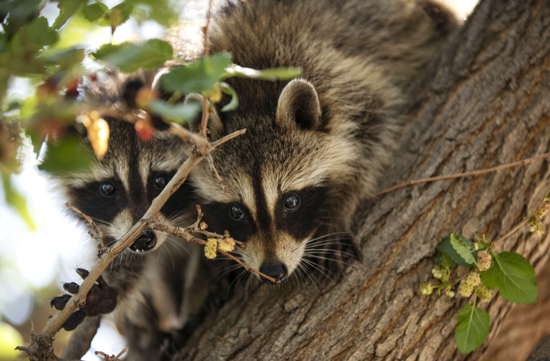 Parvo in hot sale raccoons