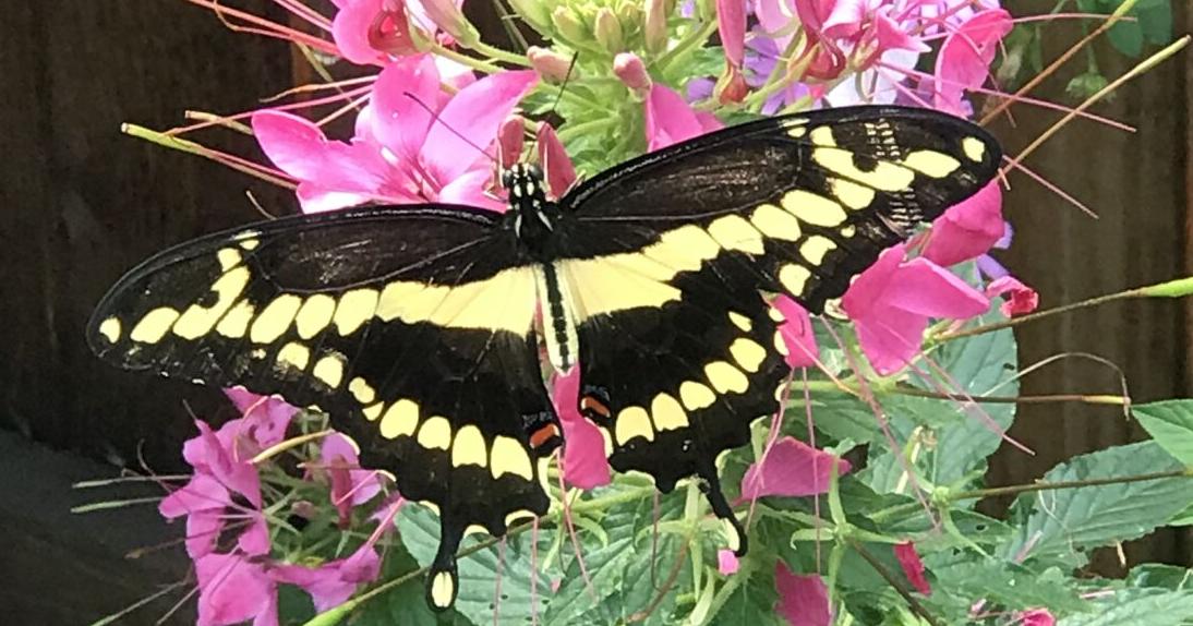 Year-round gardening: With most of the work done, sit back and enjoy the fruits of your labor | Lifestyle Year-round gardening: With most of the work done, sit back and enjoy the fruits of your labor | Lifestyle