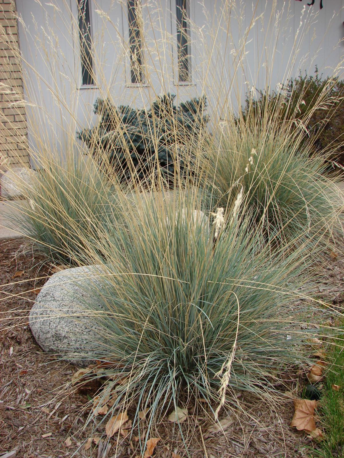Year Round Gardening Ornamental Grasses Add Interest To Yard
