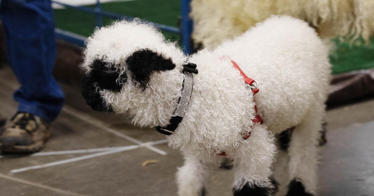 World's cutest sheep' steals hearts at Stock Show | Local News 
