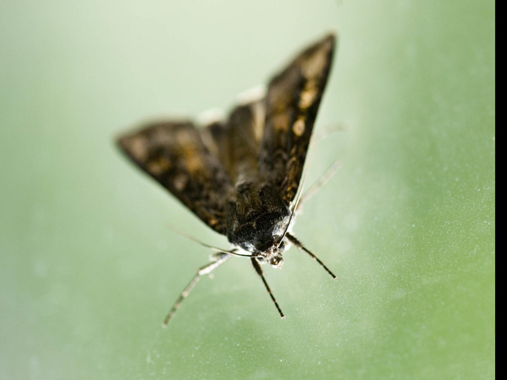 How Big Do Miller Moths Get