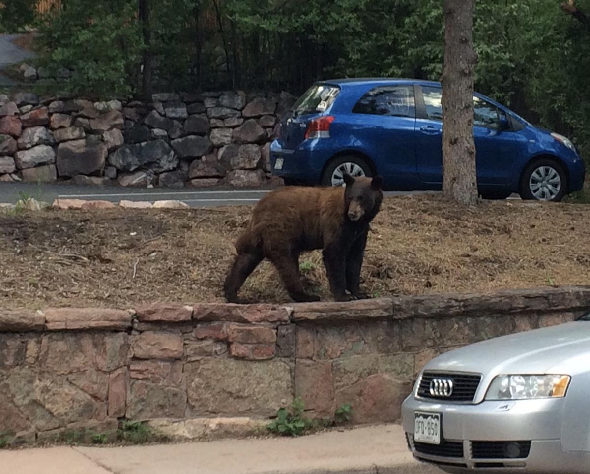 Manitou Springs May Require Residents To Be Bear Smart With Trash Gazette Com