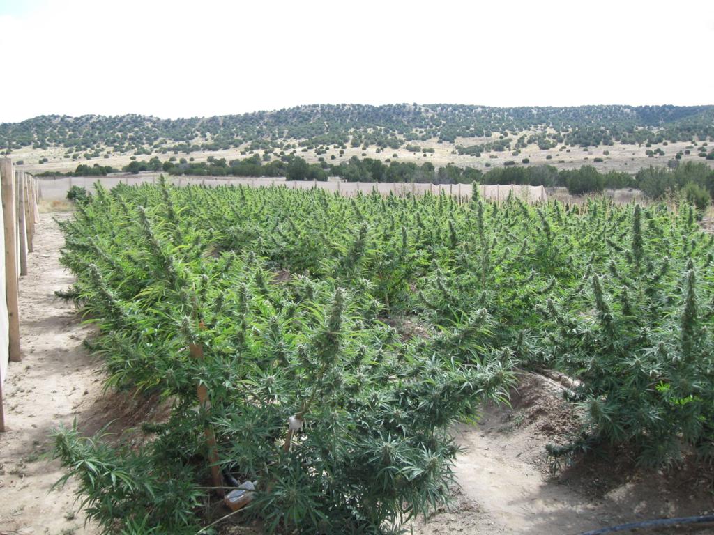 Collateral Impact The Unintended Consequences Of The Legalization