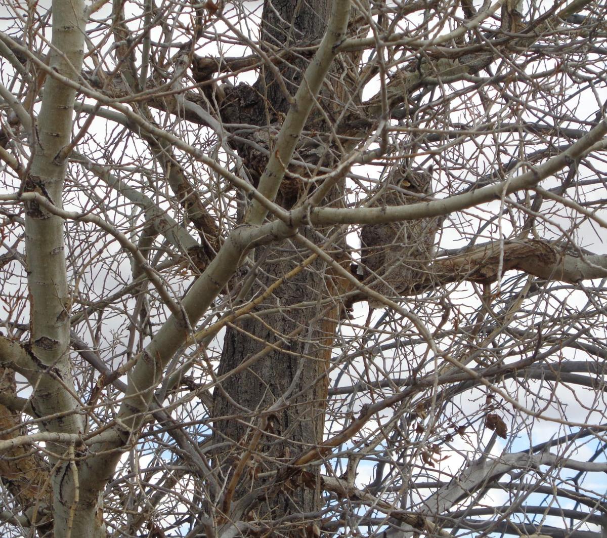 Snapshots: 37th annual Monte Vista Sand Hill Crane Festival