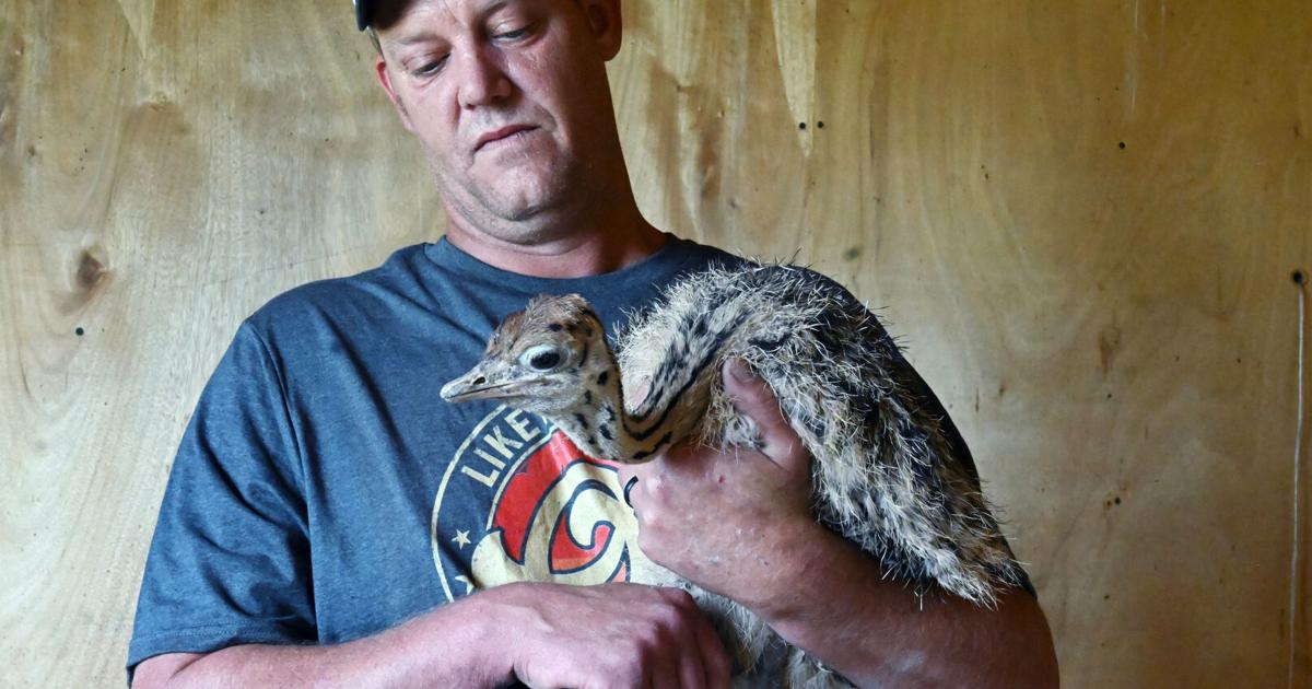 A warrior’s roost: Veteran raises ostriches, tends a menagerie of animals at his ranch in Ellicott