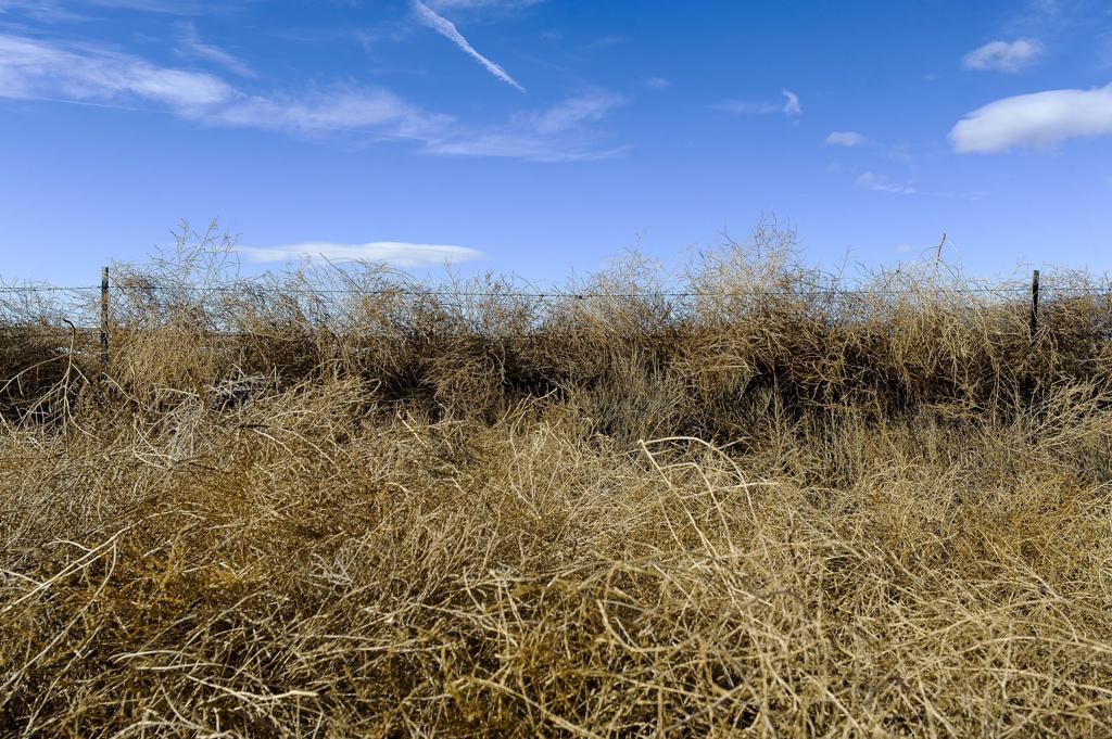 Herbicide-resistant tumbleweed invades High Plains - Texas Farm Bureau