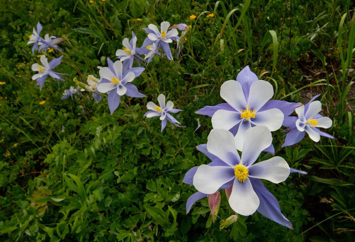 (CHEYENNE) Columbines