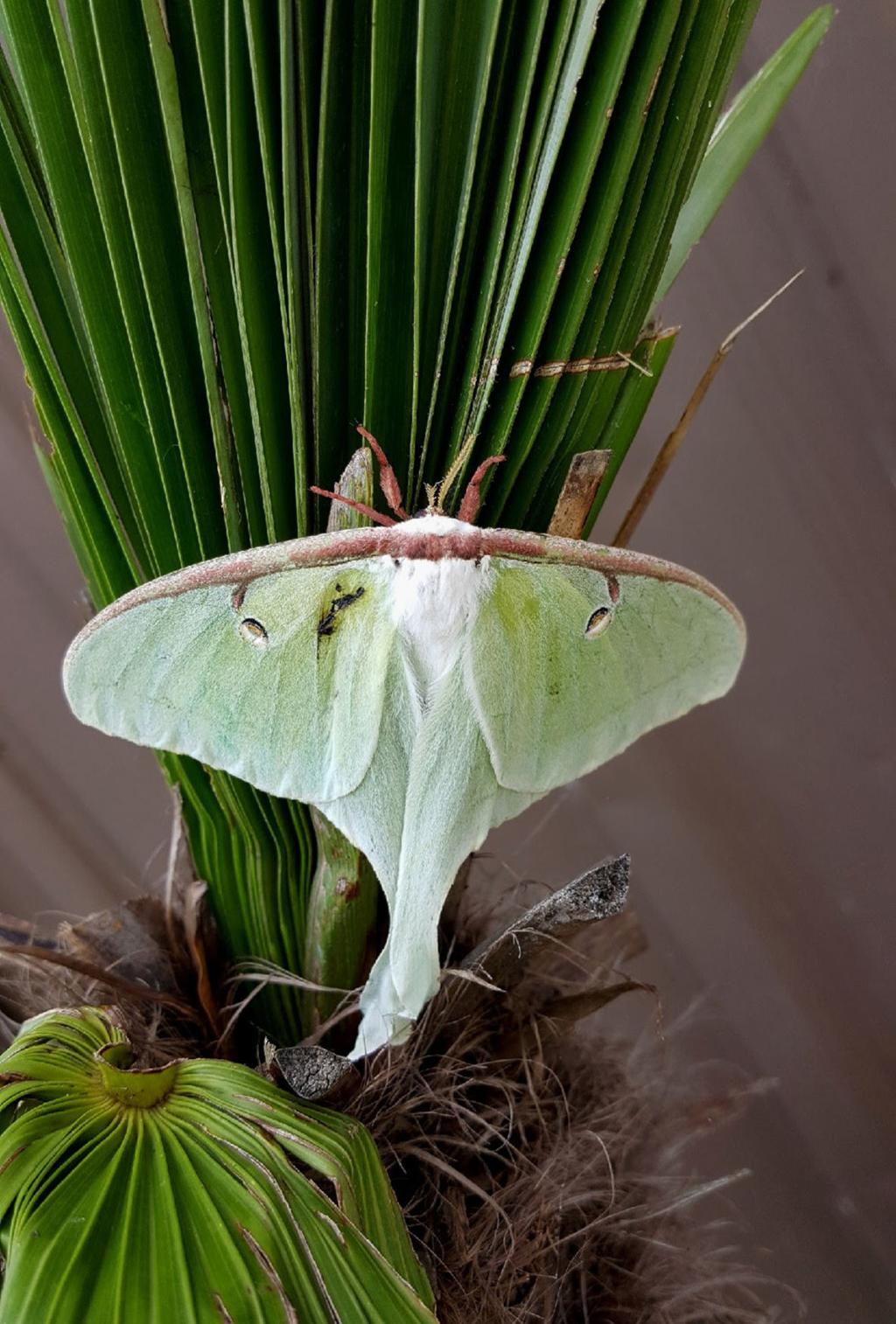 On Gardening Luna Moth Sighting One Of Life S Special Moments