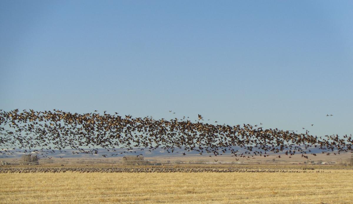 Snapshots: 37th annual Monte Vista Sand Hill Crane Festival