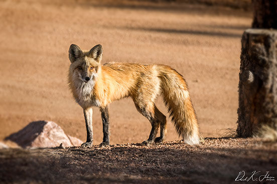 Getting familiar with local red foxes