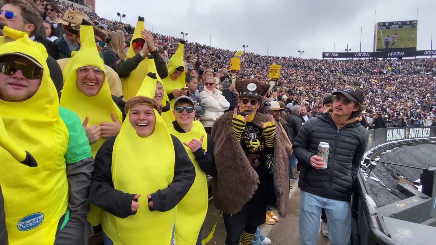 colorado buffaloes fan shop