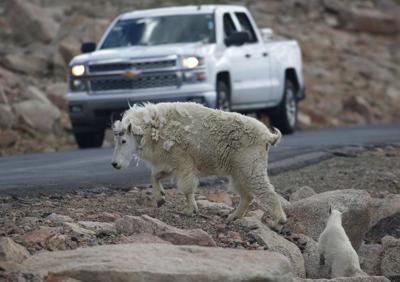 Grand Teton Mountain Goats