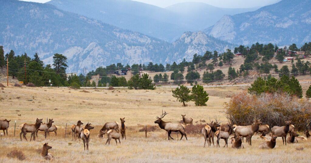 Want to see 'elk rut' in Colorado this year? Here's your best chance