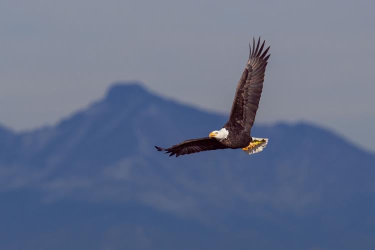 Colorado Eagles weekly report – Loveland Reporter-Herald