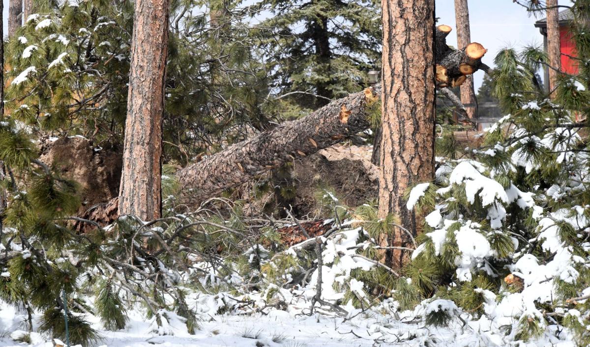Bark Beetle Threatens Black Forest S Trees Ripped Down By