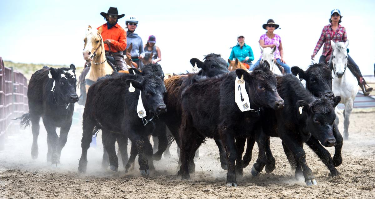 The Country Life Riders In Colorado Springs Put Horse Skills To The Test With Cattle Sorting Roping Lifestyle Gazette Com
