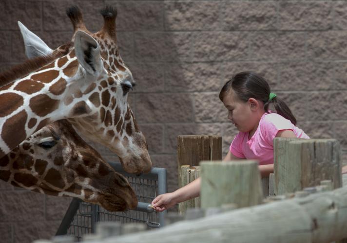 Cheyenne Mountain Zoo gift store part of credit card security ...