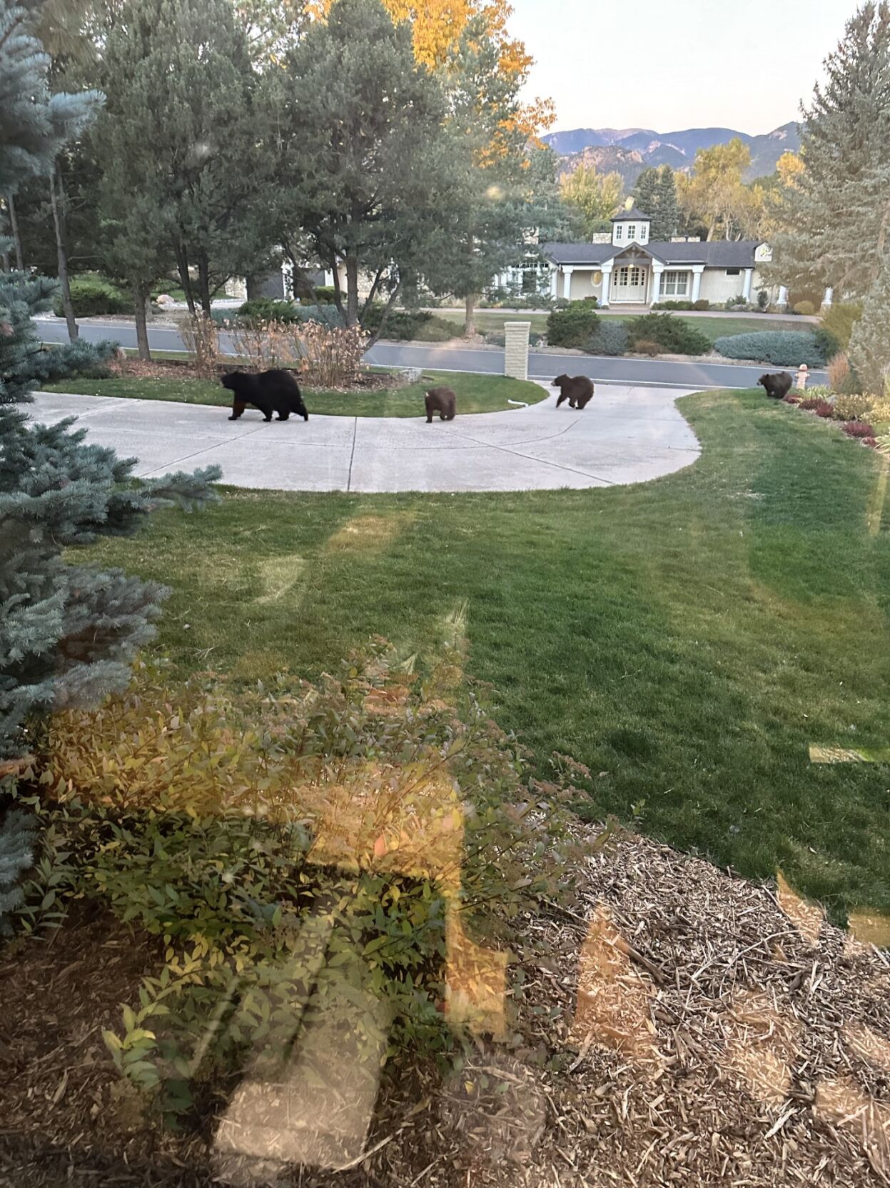 4 bears spotted in Colorado Springs neighborhood | Wildlife