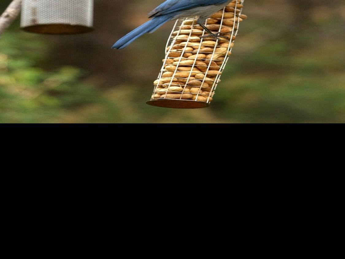 Why Many Bird Seed Mixes Are Filled With Stuff Birds Won T Eat Lifestyle Gazette Com