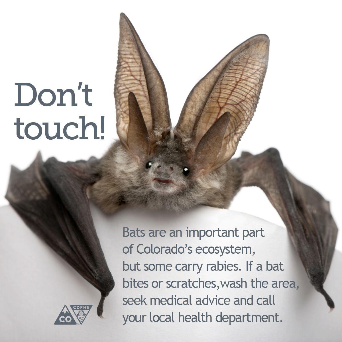 El Paso County Sees Six Times Normal Rabies Cases This Year Residents Should Vaccinate Pets Stay Wary Colorado Springs News Gazette Com