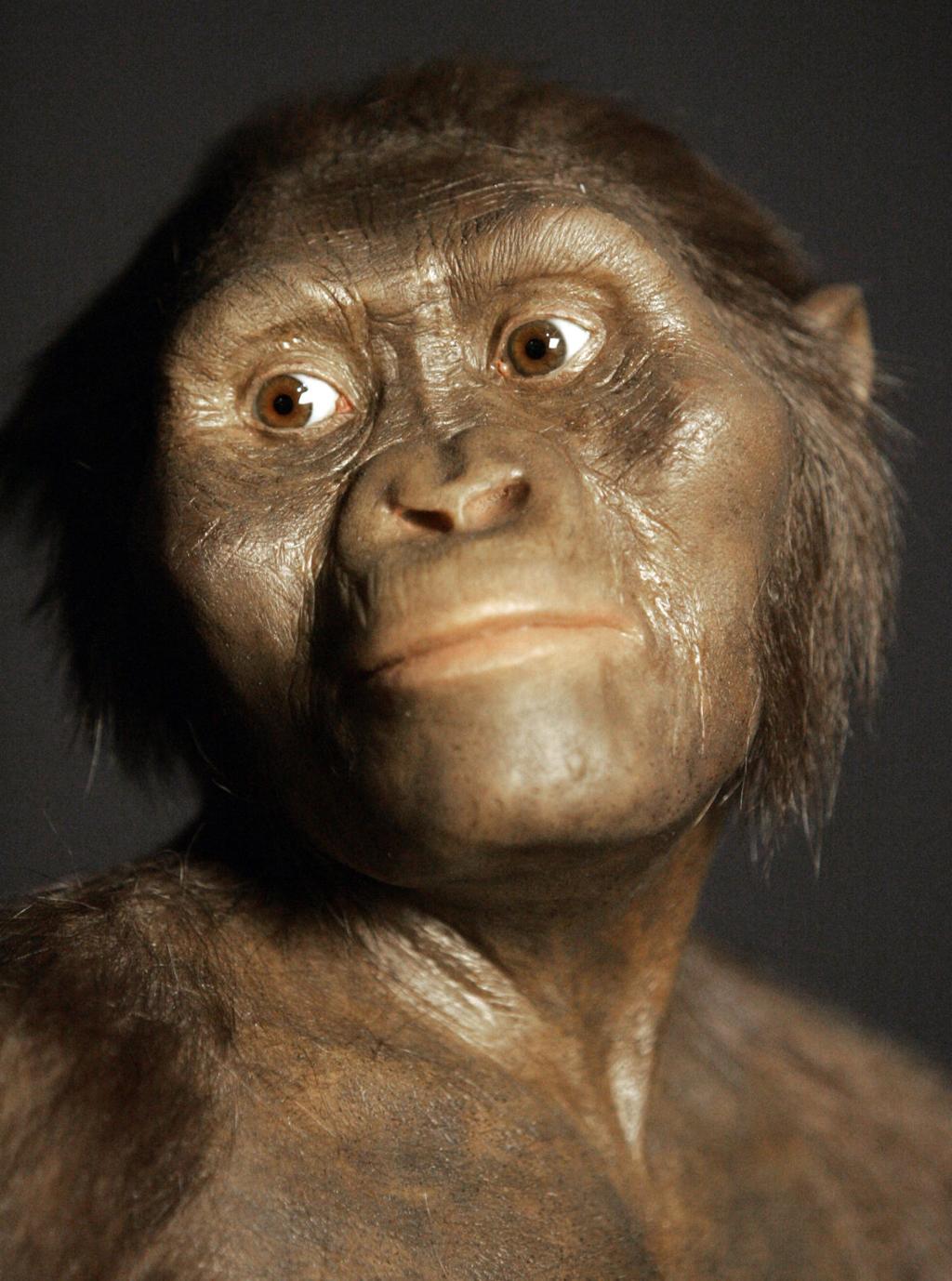 Superstar Pre-Human 'Lucy' Fell From a Tree, Study Finds