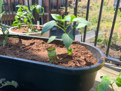 Gardening (copy)