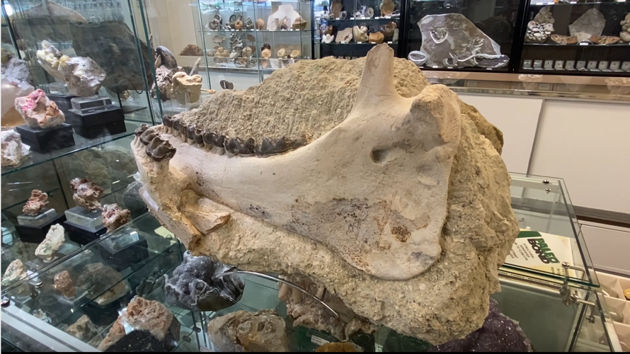 French fossil dealer finds love moves shop to Colorado Springs Business gazette