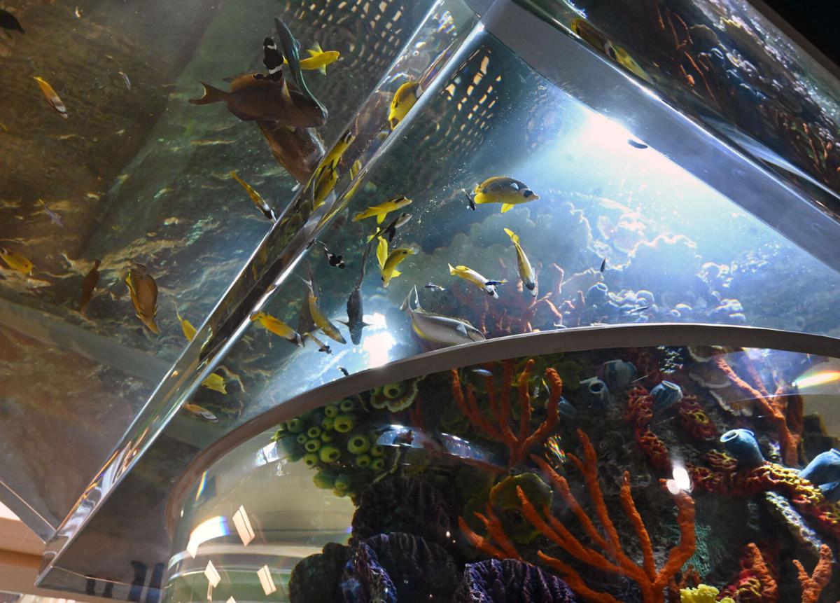 Scheel's brings tropical reef to Colorado Springs