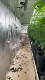 Pueblo illegal marijuana grow