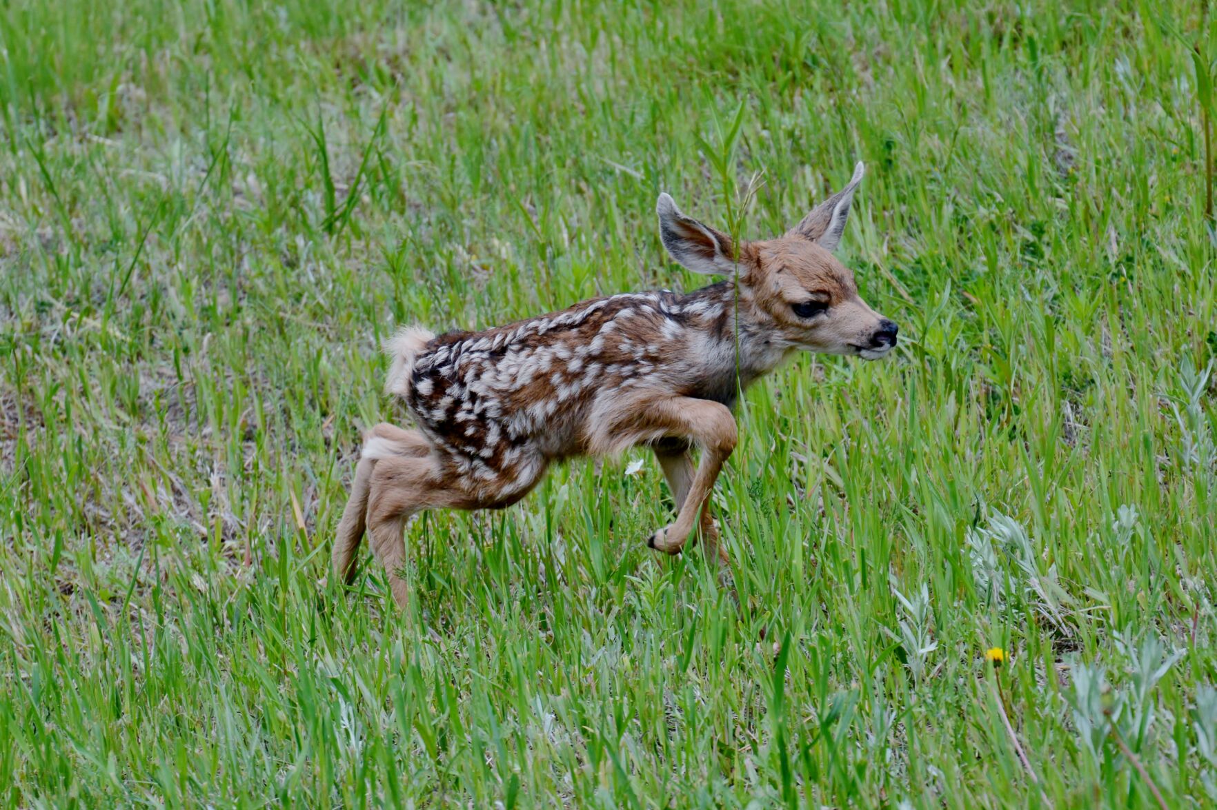 Newborn deer store