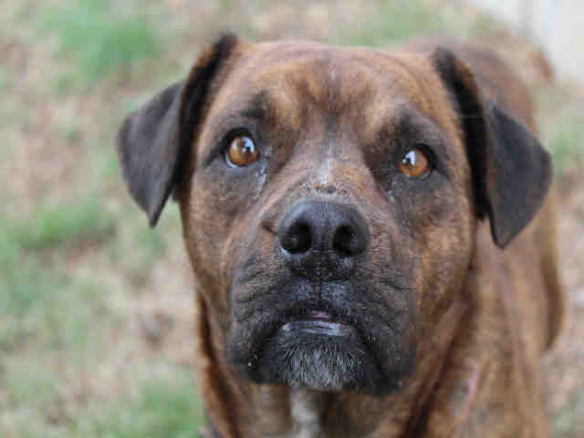 Dog Adoption Fairs Colorado Springs