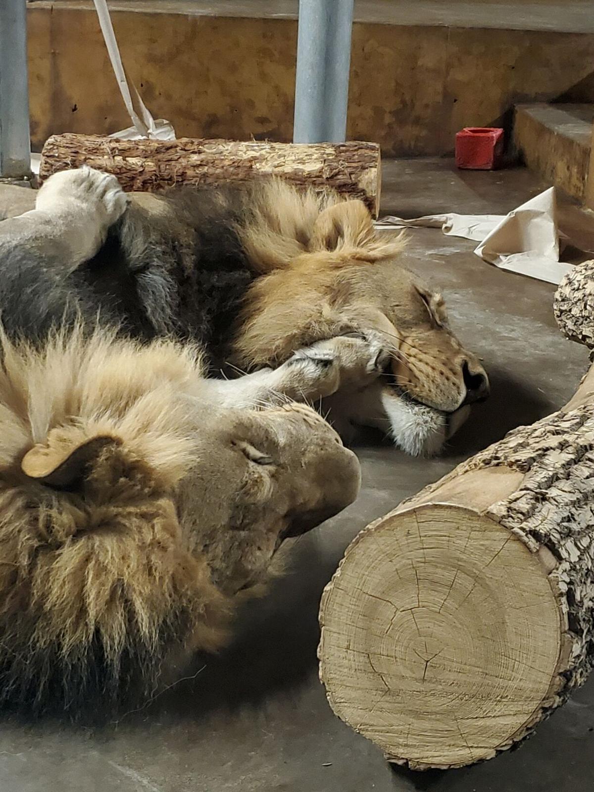 When it's cold outside, take cat naps