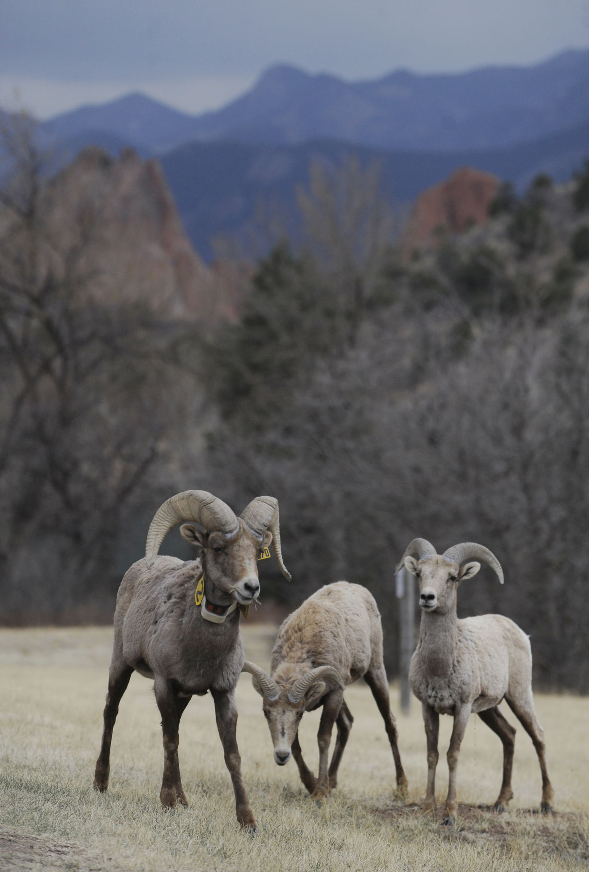 Bighorn Sheep Day At Garden Of The Gods Comes With A Twist Saturday Arts Entertainment Gazette Com