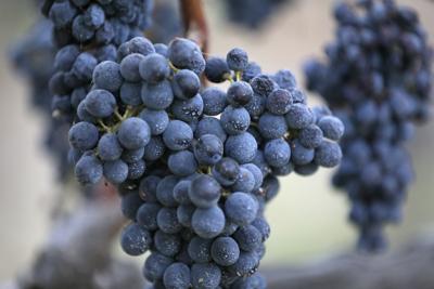 California Wine Harvest (copy)
