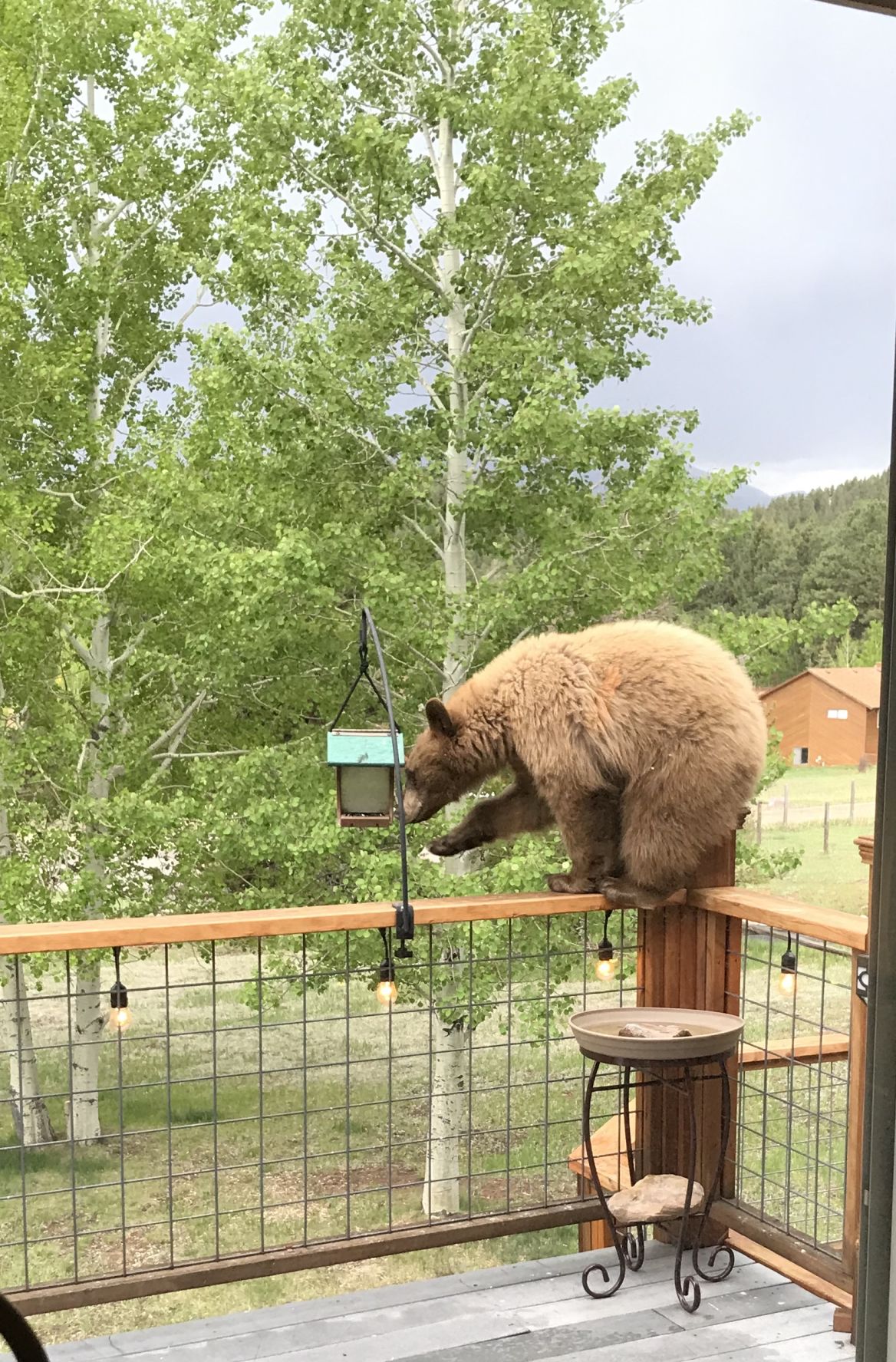A 'beary' surprising visitor pops in at Woodland Park home