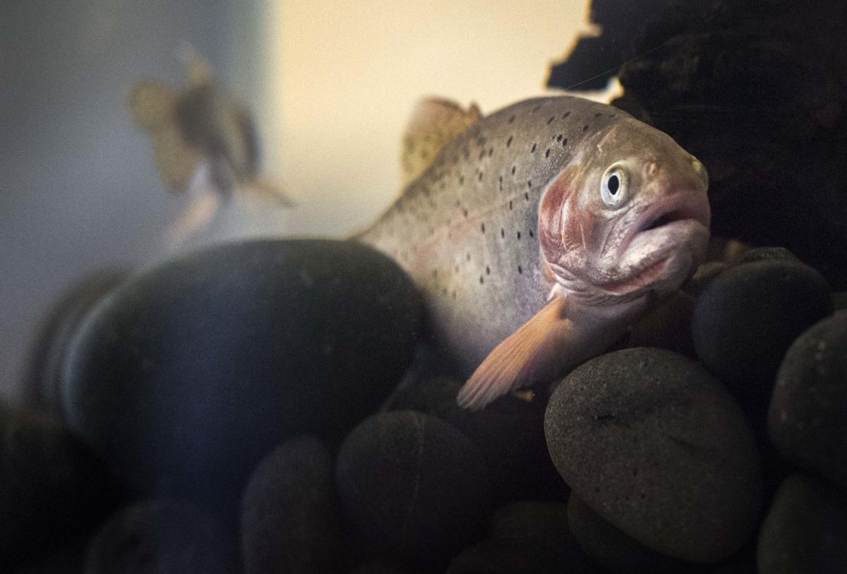 rare greenback cutthroat trout