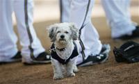 How a stray dog trains with the Brewers