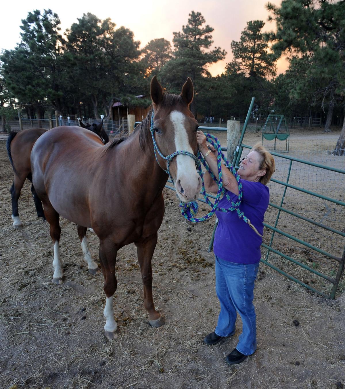 At Reckless Ranch on Burgess Rd., Norma Helliwell puts a halter on one of her horses to get it ready for her husband to return with the horse trailer. Her husband was evacuating some of their horses. Minutes later Helliwell was ordered to evacuate, because the fire was comng over the hill. She had to leave the horses behind. (Jerilee Bennett/The Gazette)