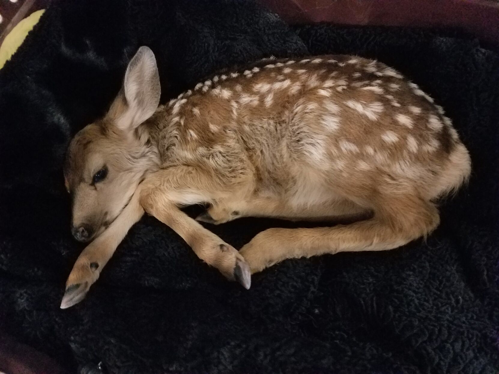 Three lakes clearance baby girl deer