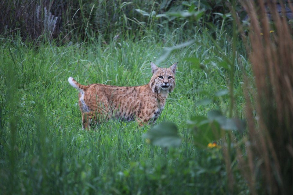 Bobcat on the prowl in Boonton, report says 