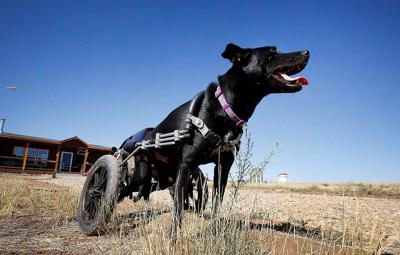 Paraplegic Dog Gets New Life On Colorado Ranch Colorado Springs News Gazette Com