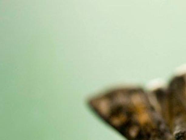 Miller Moths Are Tasty And Not Particularly Harmful Colorado Springs News Gazette Com