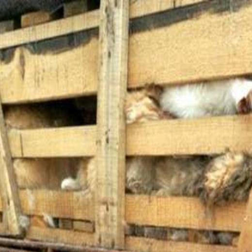 Chinese Man Caught With 500 Imprisoned Cats Destined For