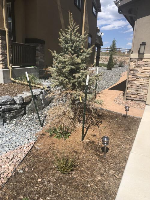 Winter Watering Timberline Landscaping Jpg Gazette Com