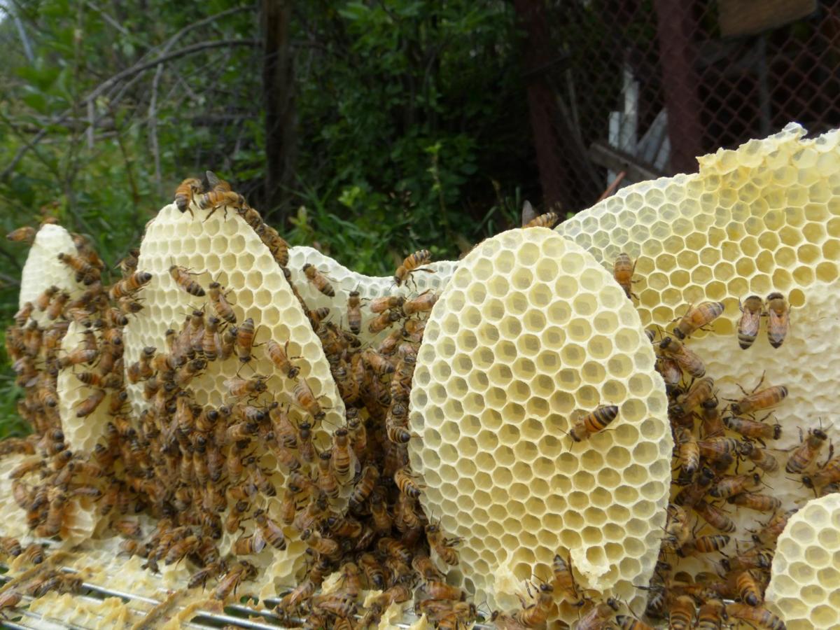Loss Of Honeybee Colonies In Colorado Springs Area Stings Farms