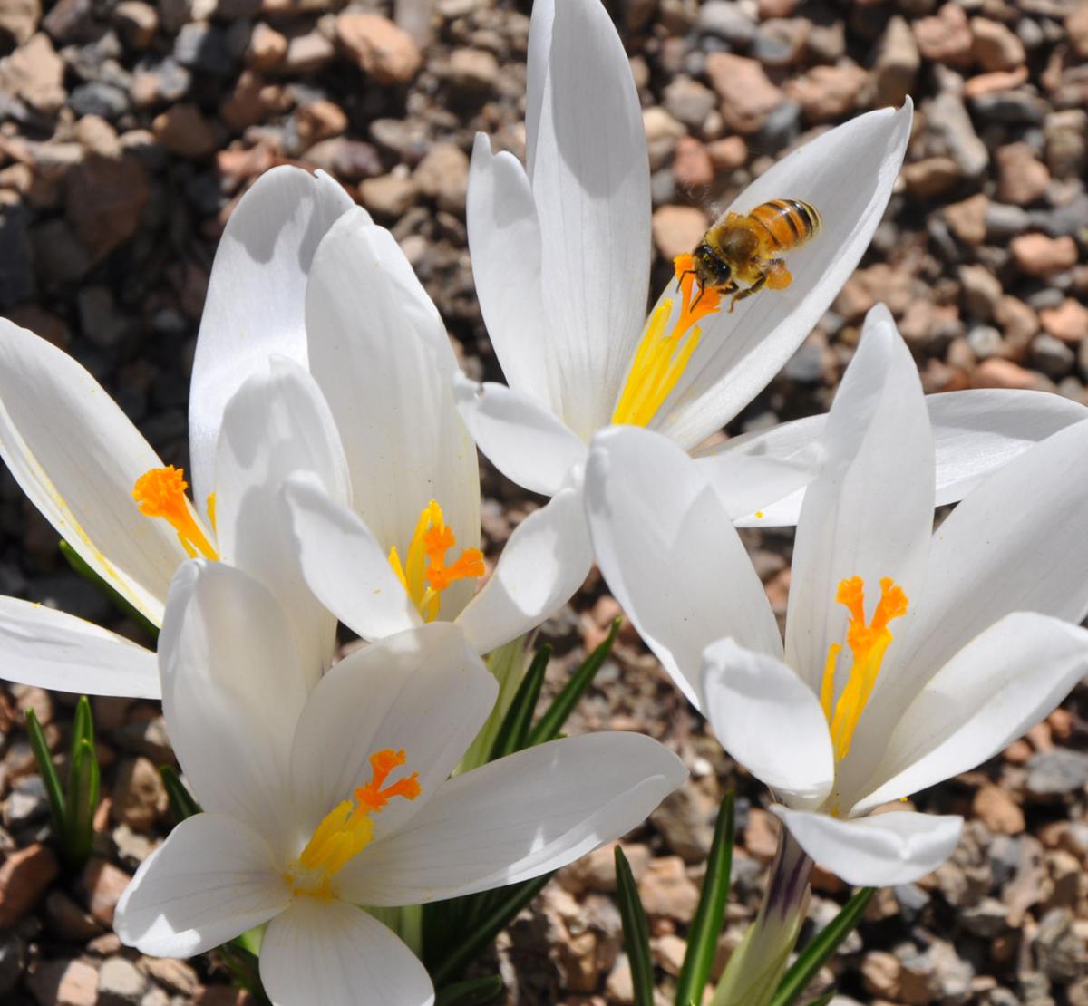 Year Round Gardening March Garden Calendar Colorado Springs News Gazette Com