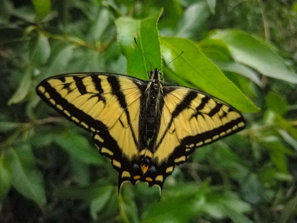 Western Tiger Swallowtail butterfly