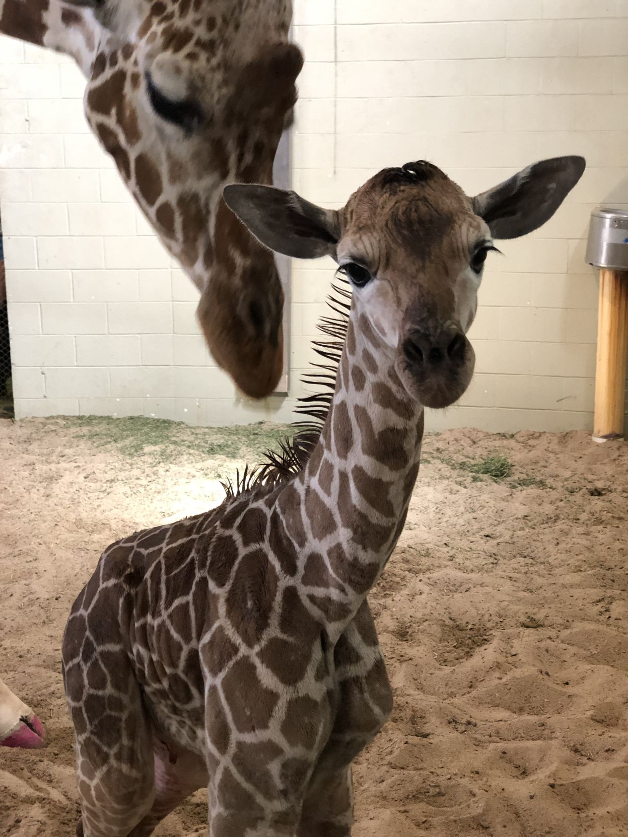 Cheyenne Mountain Zoo giraffe gives birth to 201st calf born